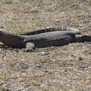 Varanus rosenbergi at Wambrook, NSW - 5 Oct 2019