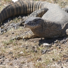 Varanus rosenbergi at Wambrook, NSW - 5 Oct 2019