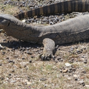 Varanus rosenbergi at Wambrook, NSW - 5 Oct 2019