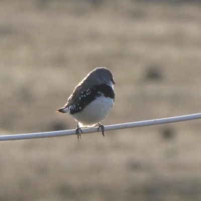 Stagonopleura guttata (Diamond Firetail) at Wambrook, NSW - 5 Oct 2019 by GeoffRobertson