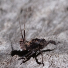 Platybrachys sp. (genus) (A gum hopper) at Forde, ACT - 7 Oct 2019 by kdm