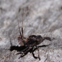 Platybrachys sp. (genus) (A gum hopper) at Mulligans Flat - 7 Oct 2019 by kdm