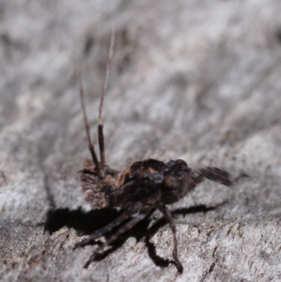 Platybrachys sp. (genus) (A gum hopper) at Mulligans Flat - 7 Oct 2019 by kdm