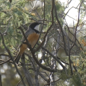 Pachycephala rufiventris at Wambrook, NSW - 6 Oct 2019 10:02 AM