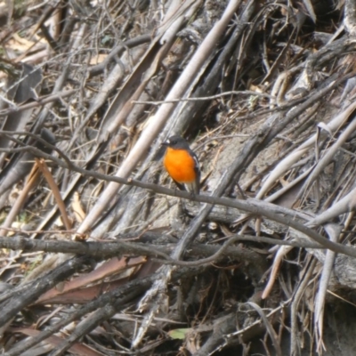 Petroica phoenicea (Flame Robin) at Wambrook, NSW - 5 Oct 2019 by GeoffRobertson