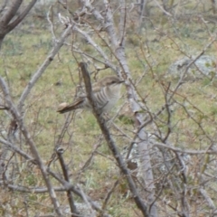 Chrysococcyx basalis (Horsfield's Bronze-Cuckoo) at Wambrook, NSW - 6 Oct 2019 by GeoffRobertson