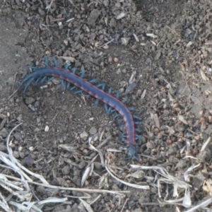 Scolopendra laeta at Wambrook, NSW - 5 Oct 2019