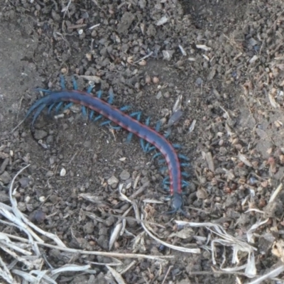 Scolopendra laeta (Giant Centipede) at Wambrook, NSW - 5 Oct 2019 by GeoffRobertson