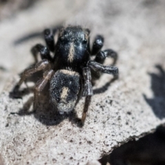 Salpesia (genus) (Salpesia Jumping Spider) at Acton, ACT - 30 Sep 2019 by AlisonMilton