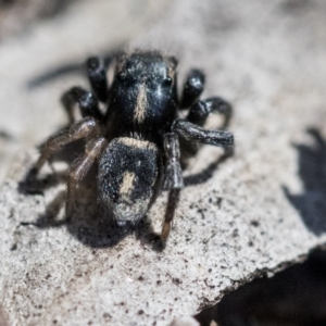 Salpesia sp. (genus) at Acton, ACT - 30 Sep 2019 12:06 PM