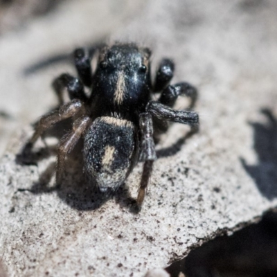 Salpesia (genus) (Salpesia Jumping Spider) at Acton, ACT - 30 Sep 2019 by AlisonMilton