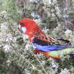 Platycercus elegans x eximius (hybrid) (Crimson x Eastern Rosella (hybrid)) at Acton, ACT - 29 Sep 2019 by Alison Milton