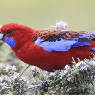 Platycercus elegans (Crimson Rosella) at Australian National University - 29 Sep 2019 by Alison Milton