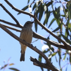 Pachycephala rufiventris at Bruce, ACT - 30 Sep 2019