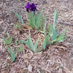 Iris germanica (Tall Bearded Iris) at Mount Ainslie - 7 Oct 2019 by ClubFED