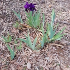 Iris germanica (Tall Bearded Iris) at Campbell, ACT - 7 Oct 2019 by ClubFED