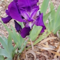 Iris germanica at Campbell, ACT - 7 Oct 2019 01:11 PM