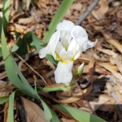 Iris germanica (Tall Bearded Iris) at Mount Ainslie - 7 Oct 2019 by ClubFED