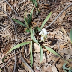 Iris germanica at Ainslie, ACT - 7 Oct 2019