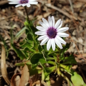 Dimorphotheca ecklonis at Campbell, ACT - 7 Oct 2019 02:22 PM