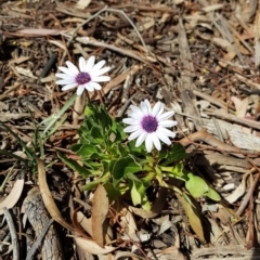 Dimorphotheca ecklonis at Campbell, ACT - 7 Oct 2019 02:22 PM