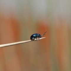 Altica sp. (genus) (Flea beetle) at Hackett, ACT - 2 Oct 2019 by TimL