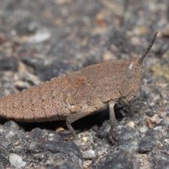 Goniaea sp. (genus) (A gumleaf grasshopper) at Acton, ACT - 3 Oct 2019 by TimL