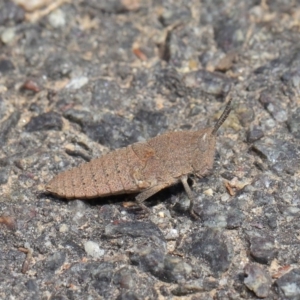 Goniaea sp. (genus) at Acton, ACT - 3 Oct 2019 10:33 AM