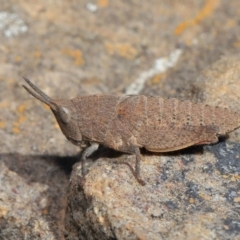 Goniaea sp. (genus) at Acton, ACT - 3 Oct 2019