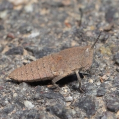 Goniaea sp. (genus) at Acton, ACT - 3 Oct 2019