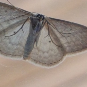 Scopula optivata at Gundaroo, NSW - 9 Oct 2019