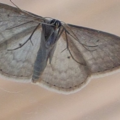 Scopula optivata (Varied Wave) at Gundaroo, NSW - 8 Oct 2019 by Gunyijan