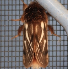 Ochrogaster lunifer (Bag-shelter moth) at Moruya, NSW - 9 Oct 2019 by LisaH