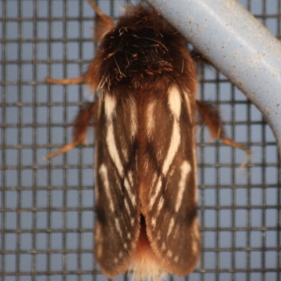 Ochrogaster lunifer (Bag-shelter moth) at Moruya, NSW - 9 Oct 2019 by LisaH