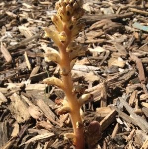 Orobanche minor at Coombs, ACT - 9 Oct 2019