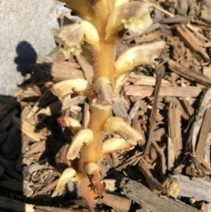 Orobanche minor at Coombs, ACT - 9 Oct 2019