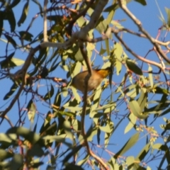 Pardalotus punctatus (Spotted Pardalote) at Wamboin, NSW - 9 Sep 2019 by natureguy
