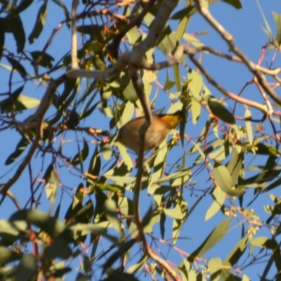 Pardalotus punctatus (Spotted Pardalote) at Wamboin, NSW - 9 Sep 2019 by natureguy