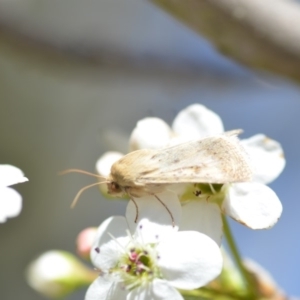 Mythimna (Pseudaletia) convecta at Wamboin, NSW - 13 Sep 2019