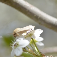 Mythimna (Pseudaletia) convecta at Wamboin, NSW - 13 Sep 2019 03:54 PM