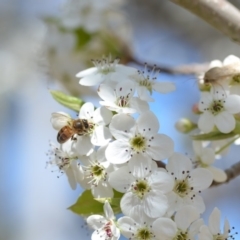 Apis mellifera (European honey bee) at Wamboin, NSW - 13 Sep 2019 by natureguy