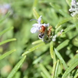 Exoneura sp. (genus) at Wamboin, NSW - 13 Sep 2019 04:02 PM