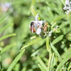 Exoneura sp. (genus) at Wamboin, NSW - 13 Sep 2019 04:02 PM