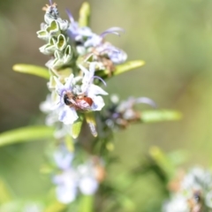 Exoneura sp. (genus) at Wamboin, NSW - 13 Sep 2019 04:02 PM