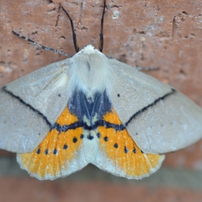 Gastrophora henricaria (Fallen-bark Looper, Beautiful Leaf Moth) at Wamboin, NSW - 14 Sep 2019 by natureguy