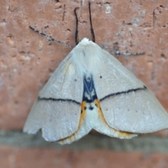 Gastrophora henricaria at Wamboin, NSW - 14 Sep 2019