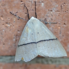 Gastrophora henricaria at Wamboin, NSW - 14 Sep 2019 08:55 PM