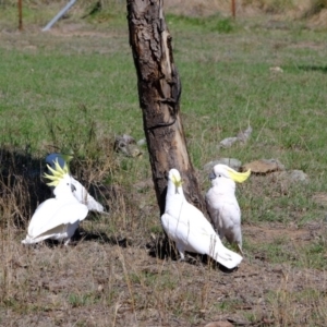 Pogona barbata at Molonglo River Reserve - suppressed