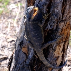 Pogona barbata at Molonglo River Reserve - suppressed
