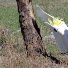 Pogona barbata at Molonglo River Reserve - suppressed